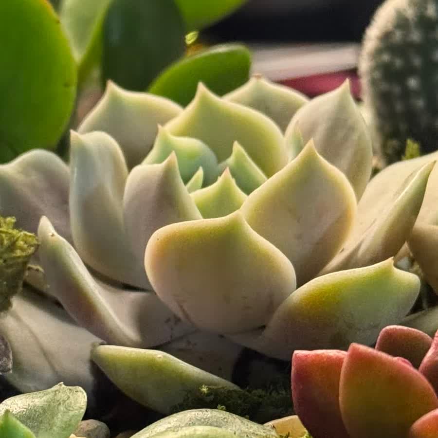 Close-up of the cream echeveria at the heart of our first creation.