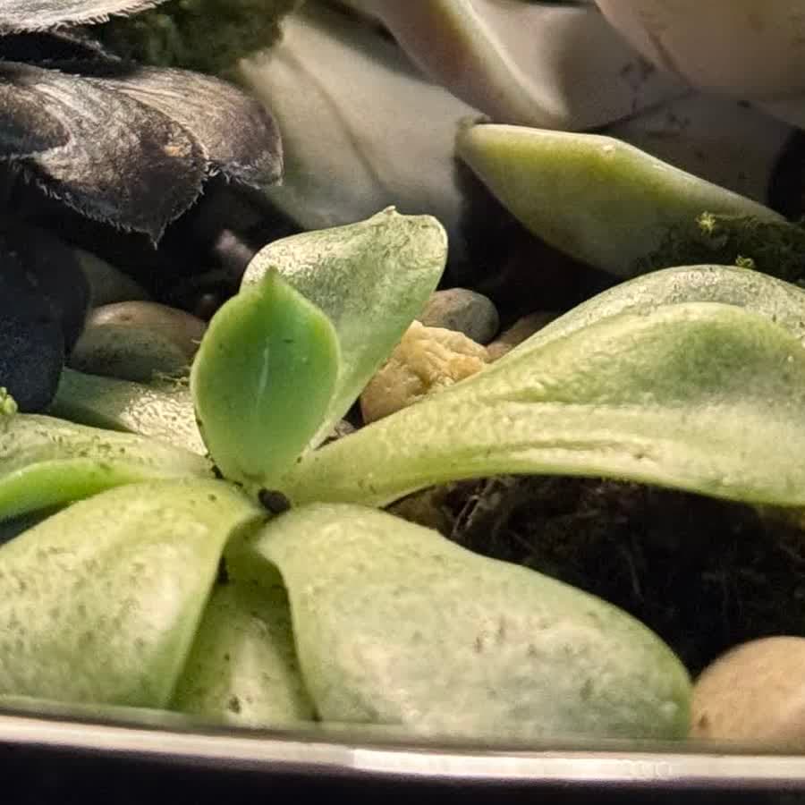 Close-up of a green rosette in our first creation.