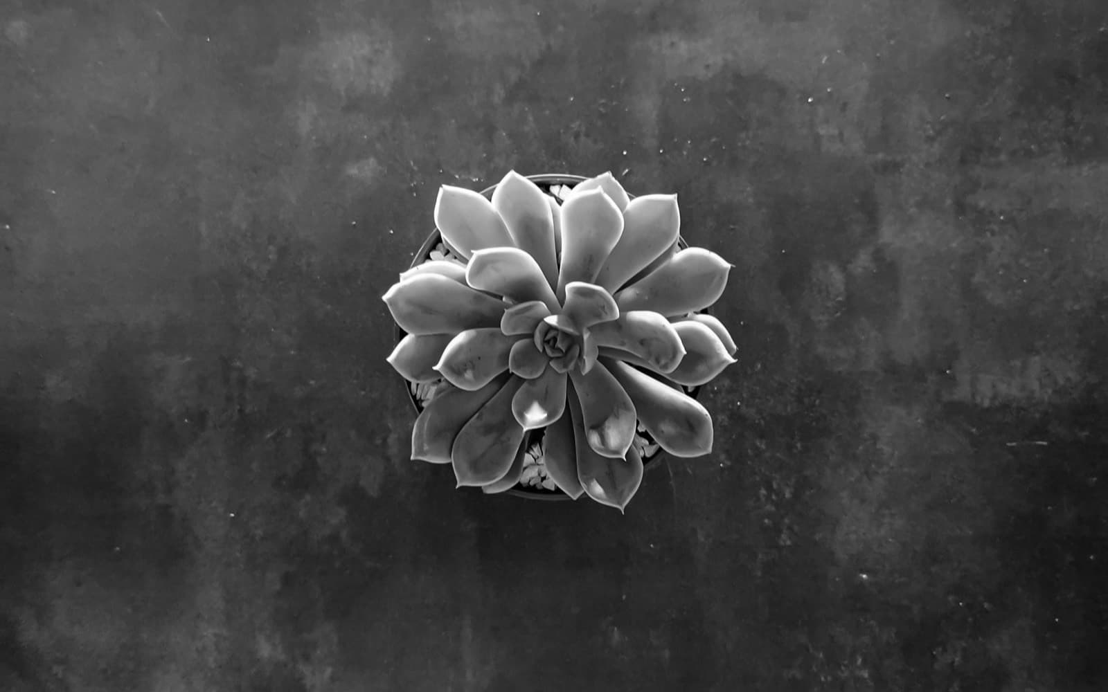 A single succulent rosette photographed from above in black and white.