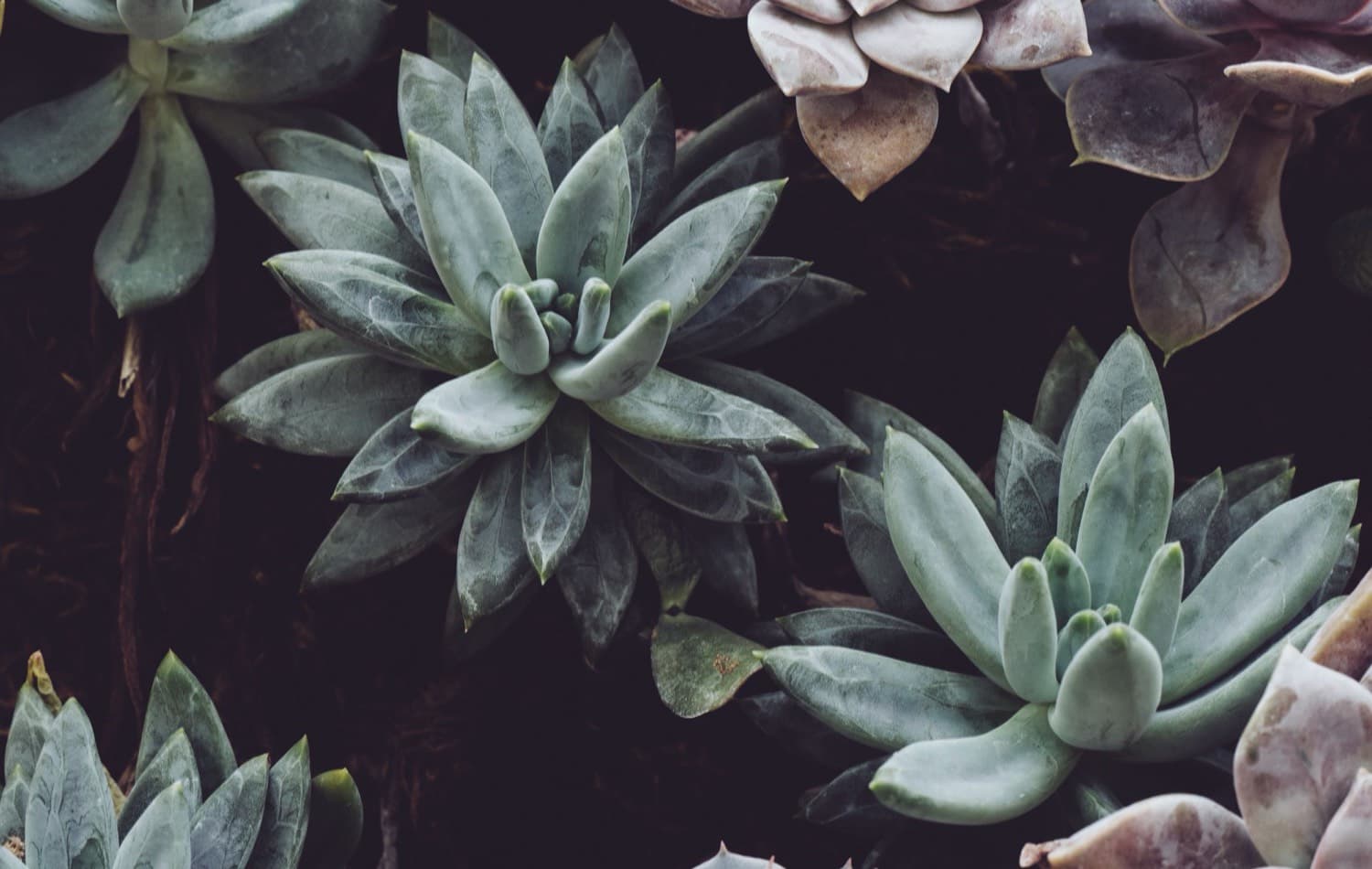 Moody, painterly close-up of plum and sage succulent rosettes in shadow.