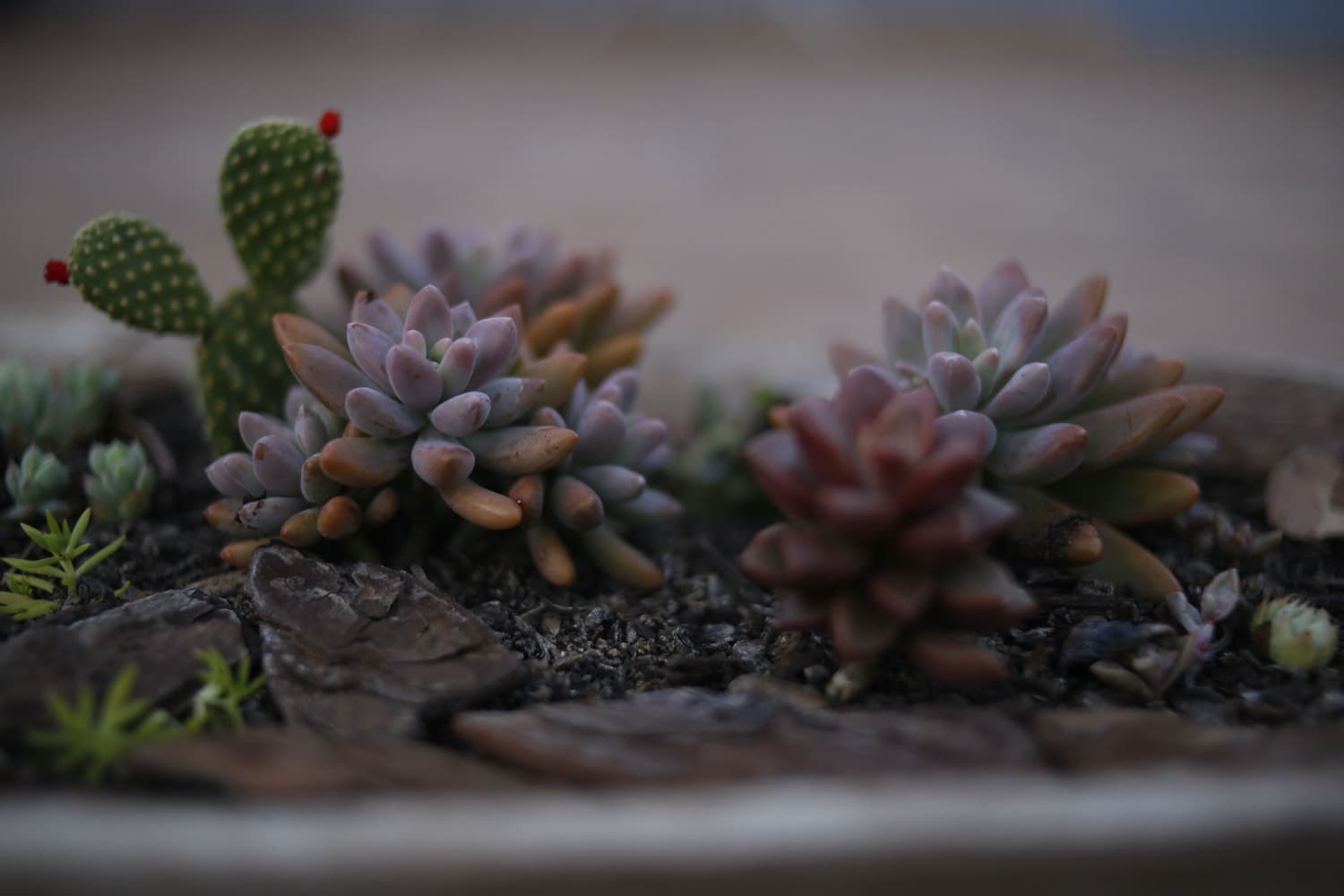 Soft, warm close-up of pale lavender and blush succulents — the mood of the brand.
