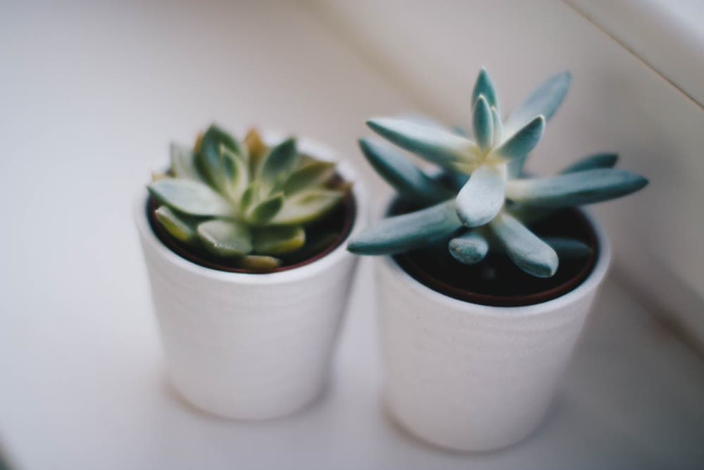 A single succulent rosette in a pale pot.